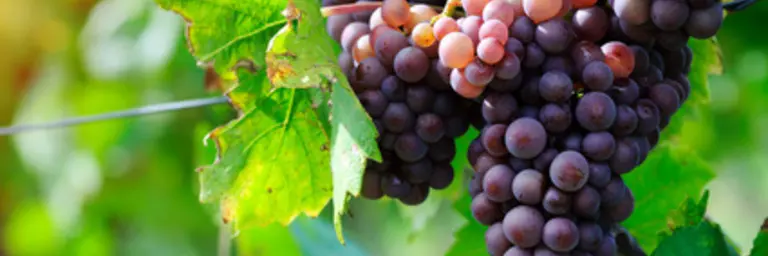 Trauben