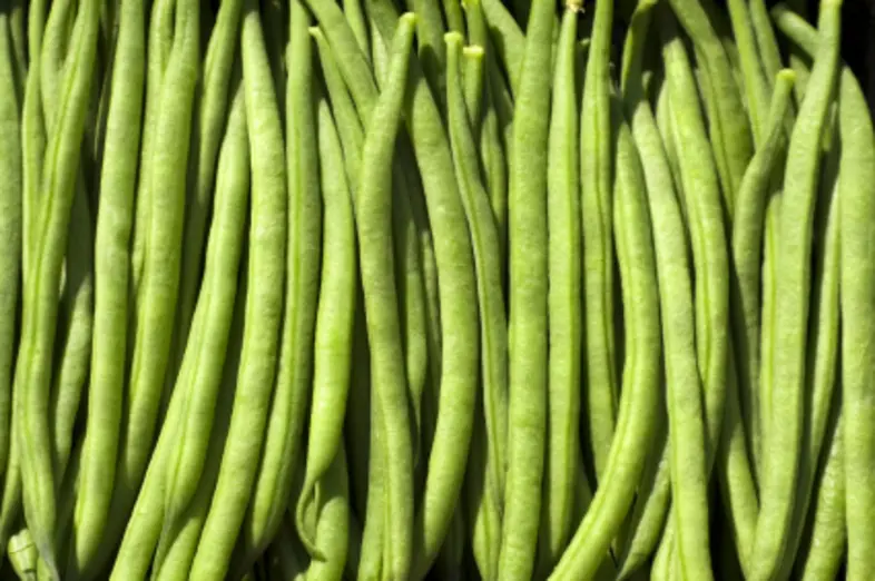 Bohnen_3